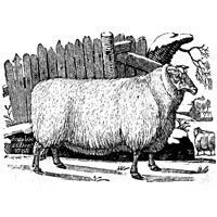 Leicestershire Sheep